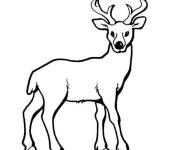 Coloriage Portrait d'un cerf facile