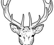 Coloriage et dessins gratuit T&ecirc;te de cerf adulte à imprimer