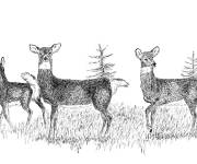 Coloriage Troupeau de cerfs en alerte