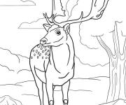 Coloriage Un cerf europ&eacute;en r&eacute;aliste
