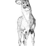 Coloriage Un cerf m&acirc;le &agrave; colorier