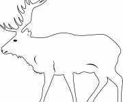 Coloriage Un gros cerf adulte