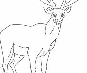 Coloriage Un gros cerf au crayon