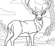 Coloriage Un gros cerf en alerte dans la nature