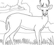 Coloriage Un jeune cerf dans la nature
