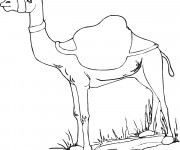 Coloriage et dessins gratuit Chameau animal à imprimer