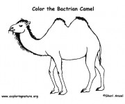 Coloriage Chameau Bactérien