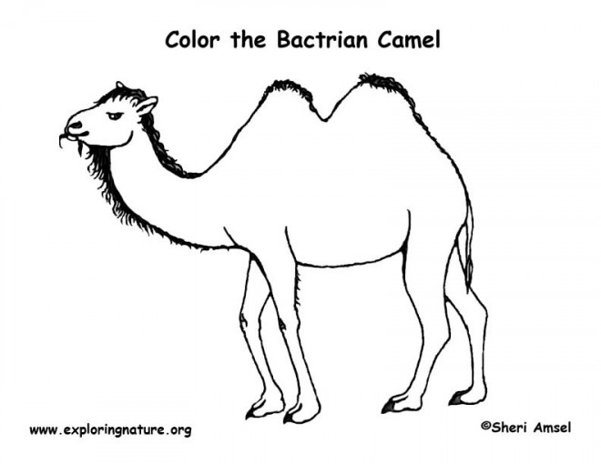 Coloriage et dessins gratuits Chameau Bactérien à imprimer