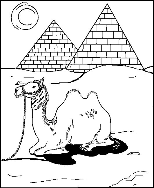 Coloriage et dessins gratuits Chameau devant les pyramides à imprimer