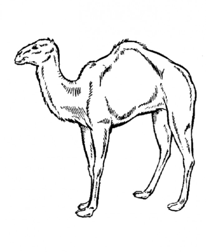 Coloriage et dessins gratuits chameau gratuitement à imprimer