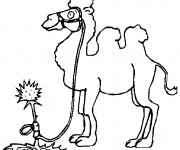 Coloriage Chameau Rigolo Dessin Gratuit A Imprimer Coloriage Chameau Rigolo Dessin Gratuit A Imprimer