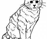 Coloriage Chat dessin