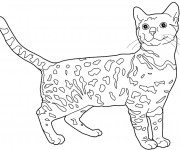 Coloriage Chat Leopard du Bengale