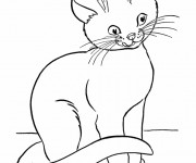 Coloriage Chat maltais