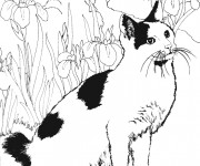 Coloriage Chat noir et blanc