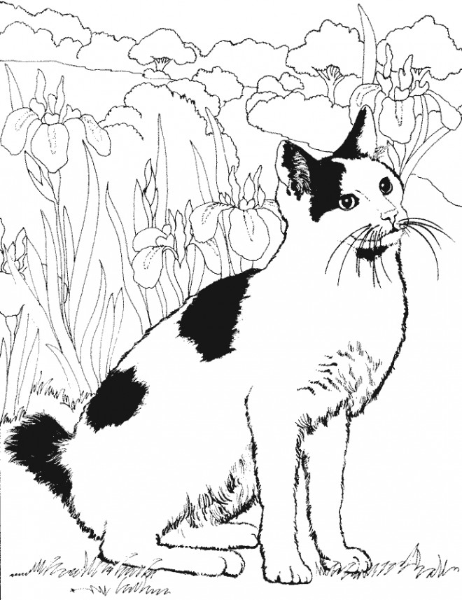 Coloriage Chat Noir Et Blanc Dessin Gratuit à Imprimer