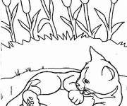 Coloriage Chat se nettoie