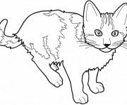 Coloriage Dessin d'un Chat