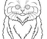 Coloriage Chaton &agrave; poils longs