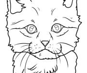 Coloriage Gros plan d'un chaton r&eacute;aliste