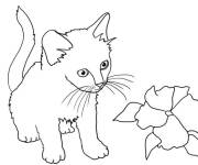Coloriage Le petit chaton regarde la fleur