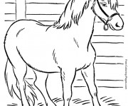Coloriage Cheval am&eacute;ricain