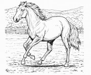 Coloriage Cheval au crayon