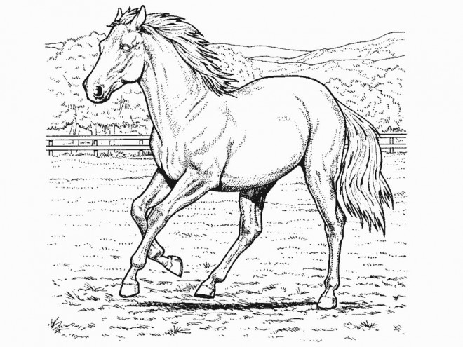 Coloriage Cheval Au Crayon Dessin Gratuit à Imprimer