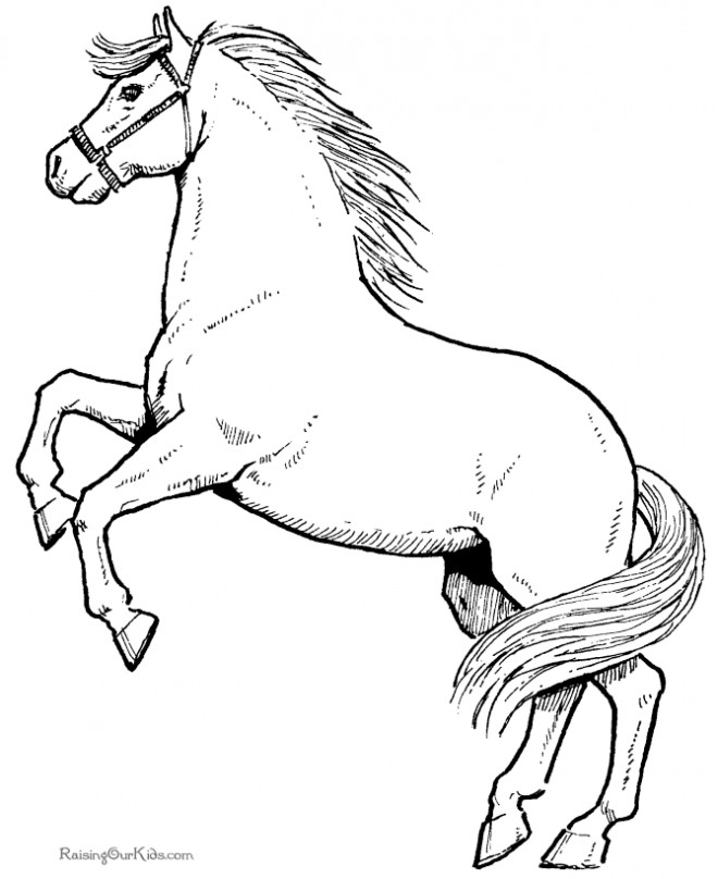 Coloriage Cheval Cabré Couleur Dessin Gratuit à Imprimer