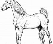 Coloriage Cheval de selle fran&ccedil;ais