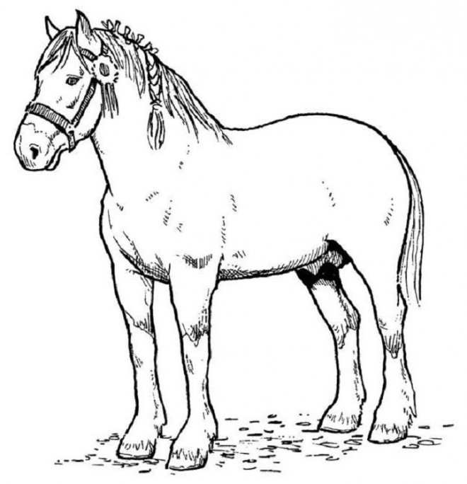 Coloriage Cheval En Couleur Dessin Gratuit à Imprimer