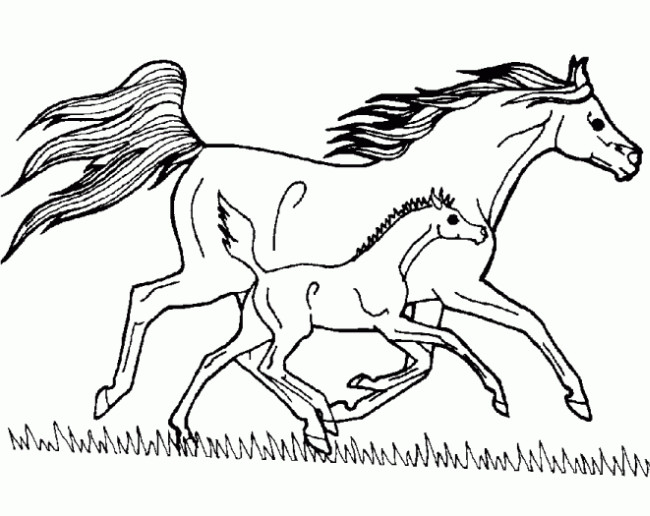 cheval et poulain au galop 1129