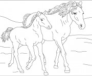 Coloriage Cheval et son poulain