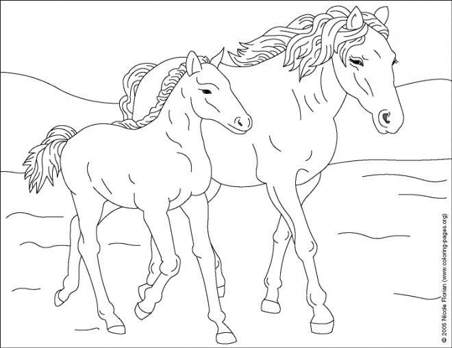 Coloriage Cheval et son poulain dessin gratuit à imprimer cheval et son poulain 1070