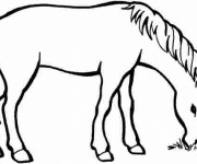 Coloriage Cheval qui mange