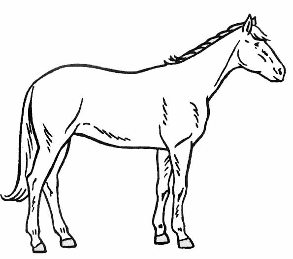 Coloriage De Chevaux Et De Poulain A Imprimer Gratuit