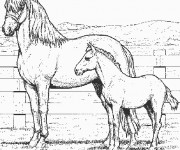Coloriage Dessin magnifique de Poulain et Cheval