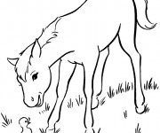 Coloriage Le cheval  et le canard