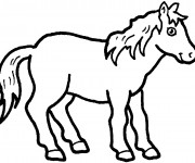 Coloriage Petit Cheval
