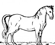 Coloriage Un beau Cheval