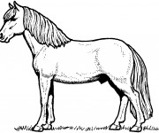 Coloriage et dessins gratuit Un Cheval à imprimer