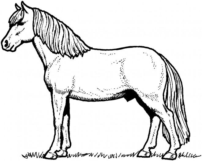 Coloriage Un Cheval Dessin Gratuit à Imprimer