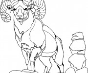 Coloriage Chèvre adulte sur les rochers
