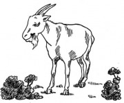 Coloriage Chèvre au pâturage