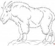 Coloriage Ch&egrave;vre de montagne pour enfant