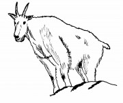 Coloriage Ch&egrave;vre des montagnes Rocheuses