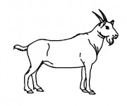 Coloriage Chevre Gratuit A Imprimer Liste 40 A 60
