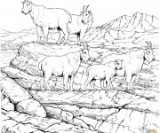 Coloriage Chèvres de montagne