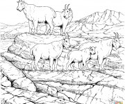 Coloriage Ch&egrave;vres de montagne