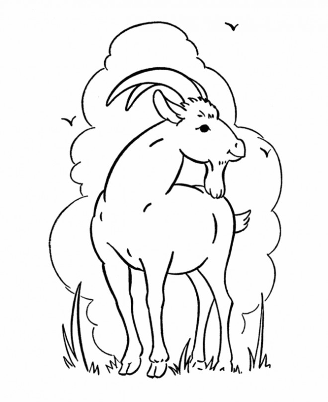 Coloriage et dessins gratuits Une jolie Chèvre dans la nature à imprimer